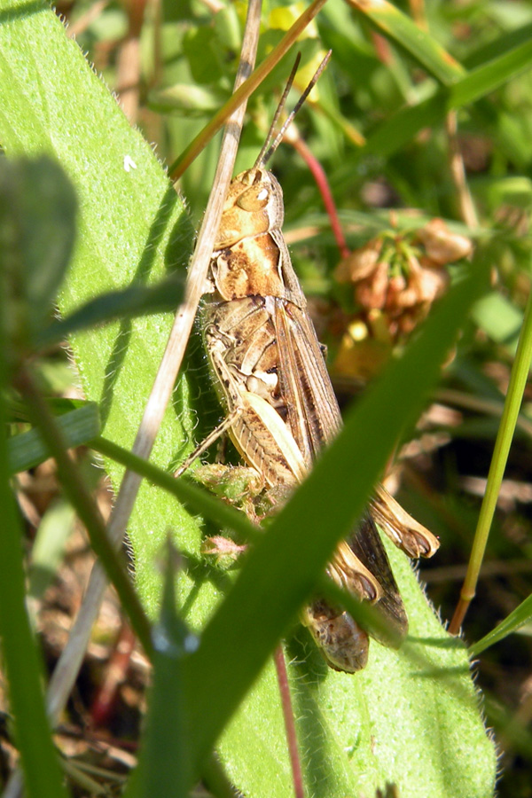 Gomphocerippus rufus (Acrididae)